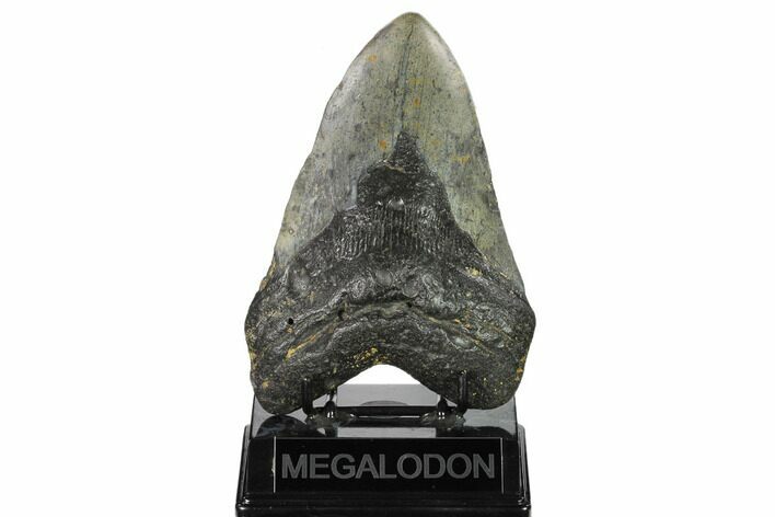 Huge, Fossil Megalodon Tooth - North Carolina #158227